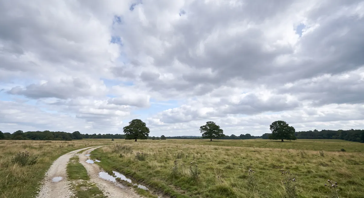 Wide open estate parkland under a big cloudy sky, with a chalk track curving away between scattered oaks