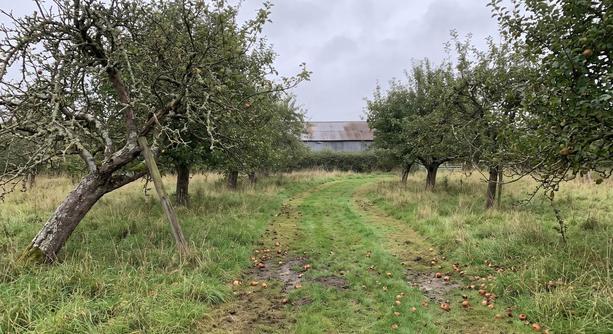 A mown grass path curving through an old apple orchard, windfalls in the grass and a corrugated barn roof beyond